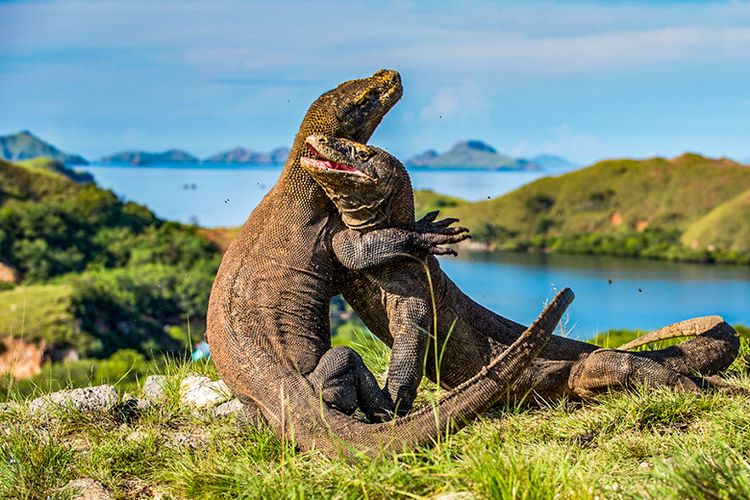 Pulau Komodo (Sumber SHUTTERS STOCK/SERGEYURYADNIKOV)